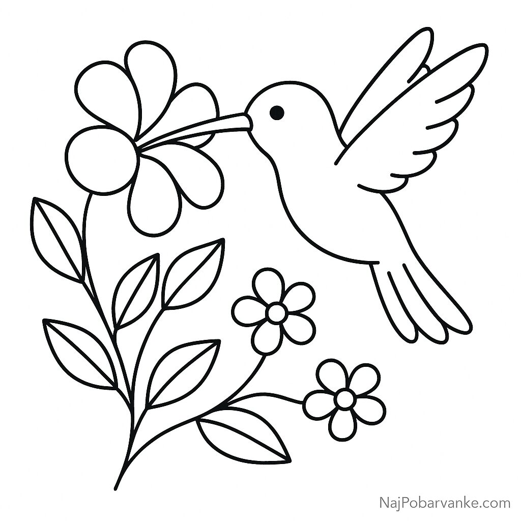 Pobarvanka Kolibri pri cvetu