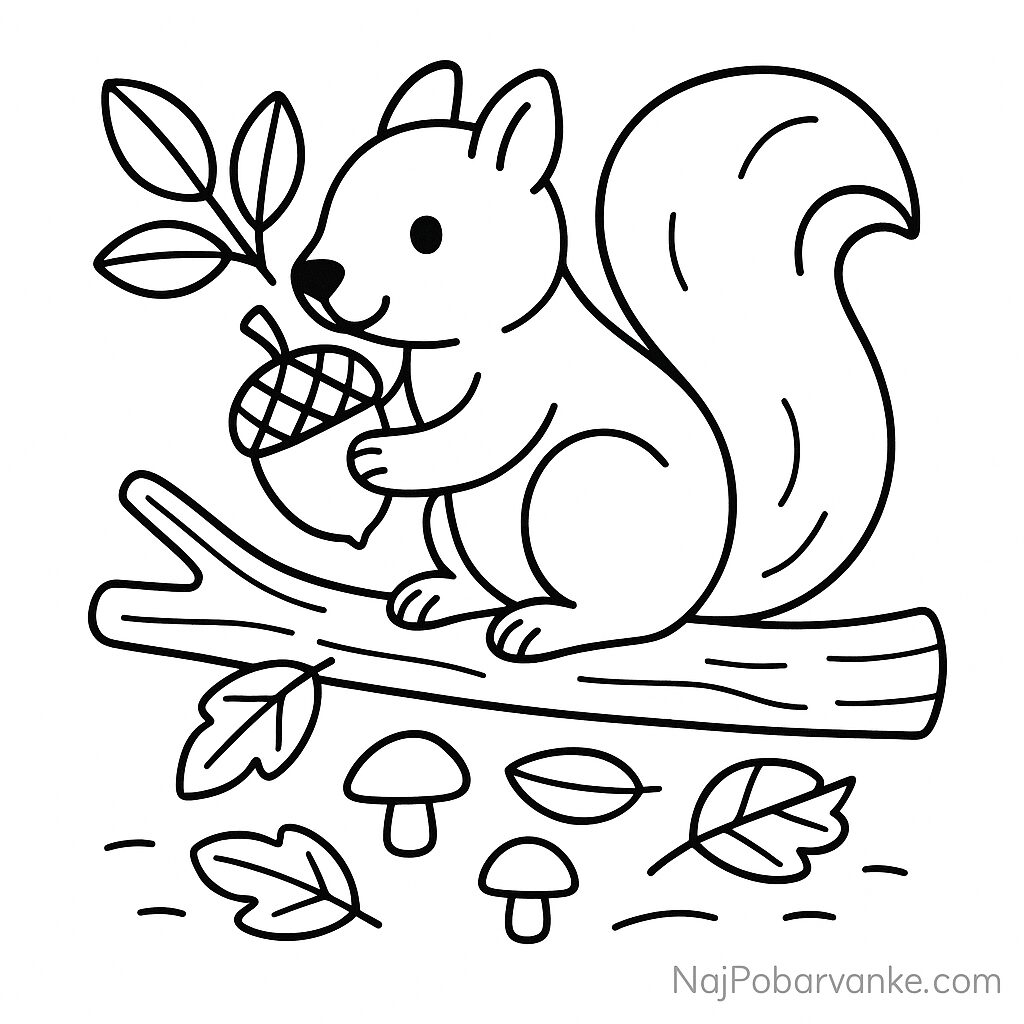 Pobarvanka Veverica z želodom